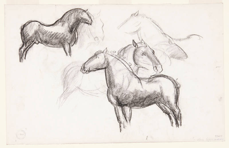 Stallion- Study