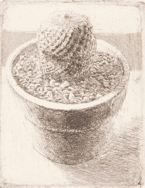 Cactus