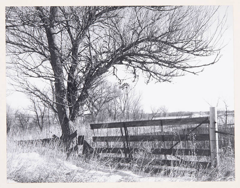 Title unknown (tree by fence)