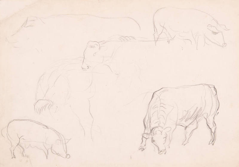 Cow Sketches