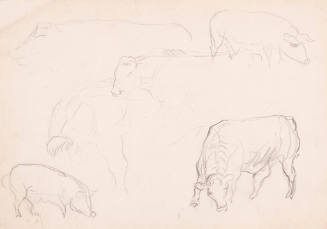 Cow Sketches