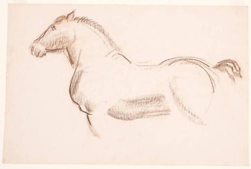 Horse Study