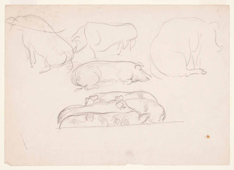 Study of Pigs