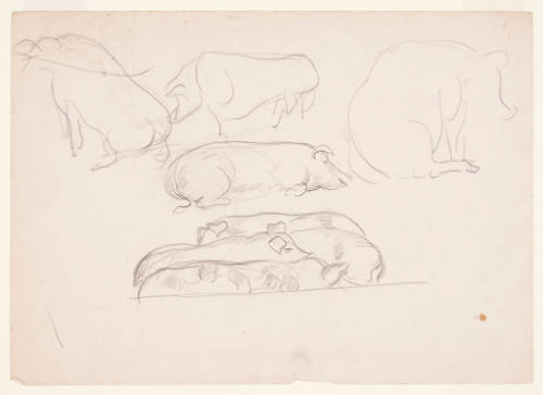 Study of Pigs