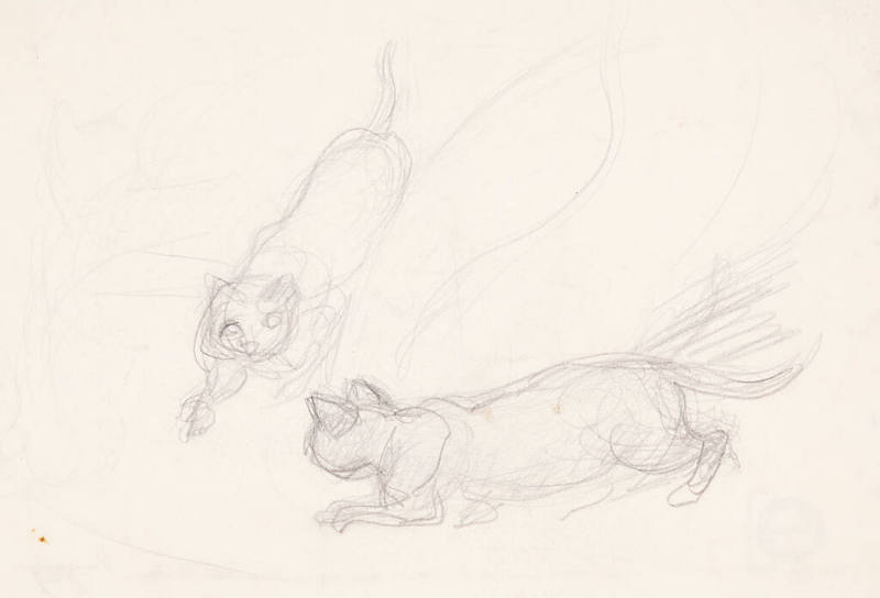 Study of Cats