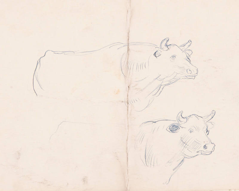 Cow Sketches