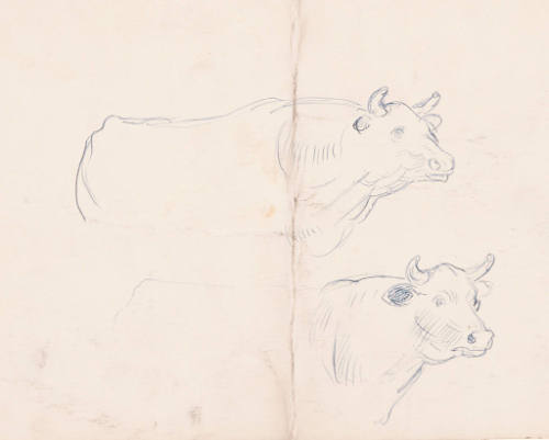 Cow Sketches