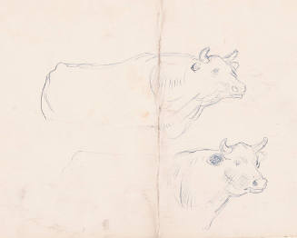 Cow Sketches