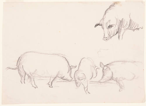 Sketches of a Pig