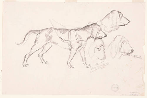 Study of Blood Hounds