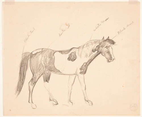 Title unknown (sketch of a horse)