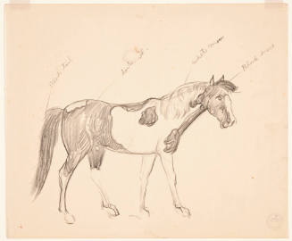 Title unknown (sketch of a horse)