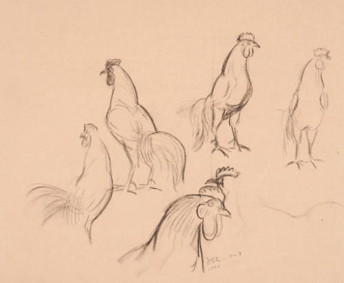 Rooster, Sketches No. 3