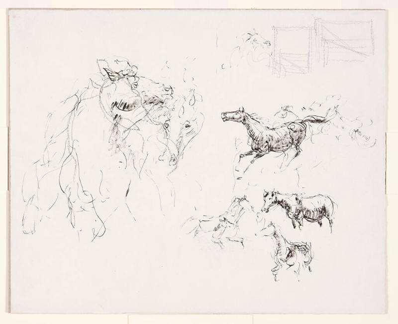 Horse Study