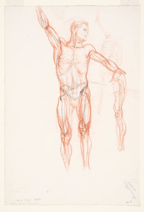 Male Nude Figure