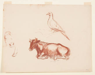 Cow and Dove