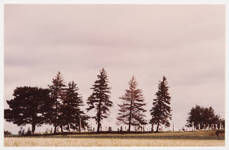 Untitled (cemetery and pine trees)