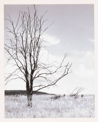Untitled (dead tree)