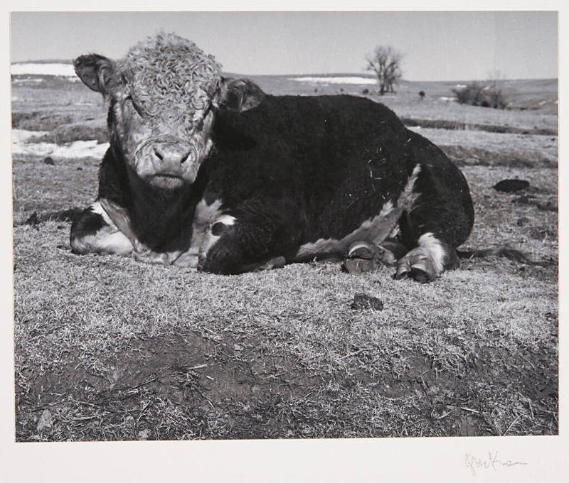 Untitled (bull)