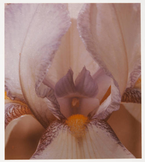Untitled (iris)