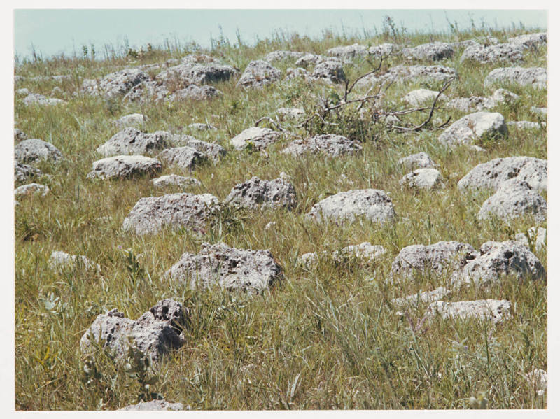 Untitled (rocks on hillside with dead branches)