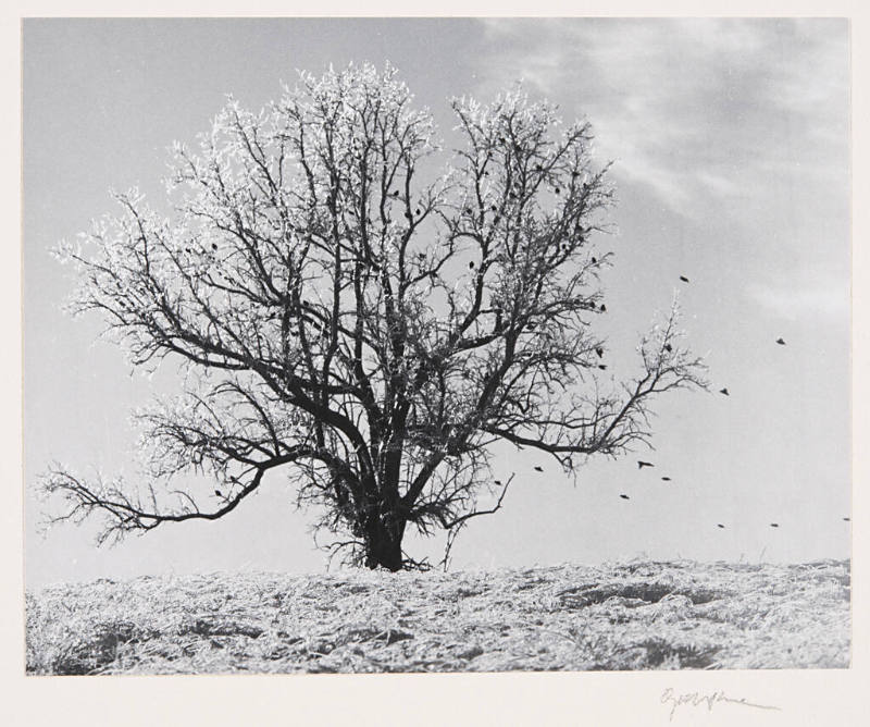 Untitled (trees with birds)