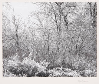 Untitled (trees with ice)