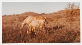 Untitled (two horses)