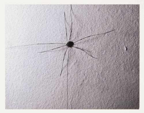 Untitled (spider)