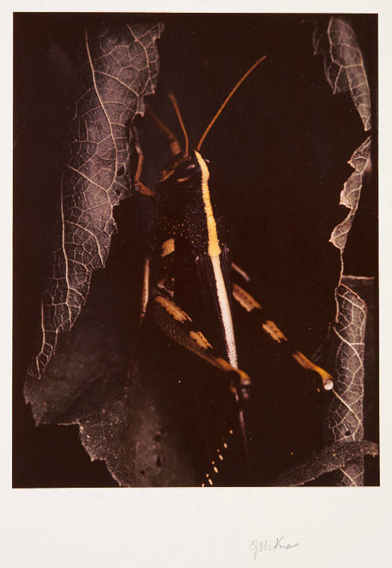 Untitled (grasshopper)