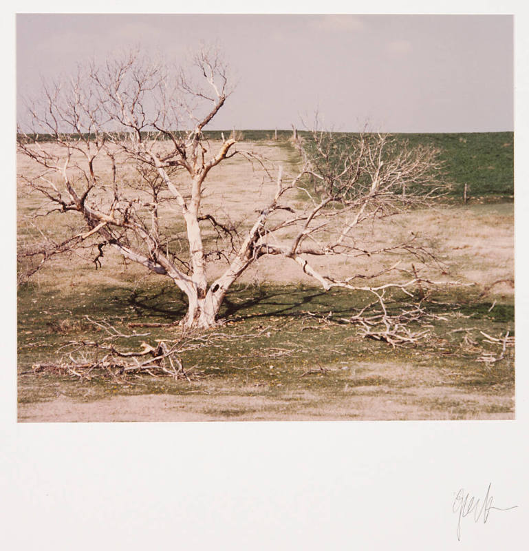 Untitled (tree)