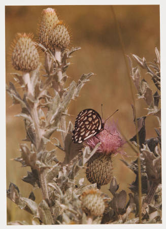 Untitled (butterfly and thistle)