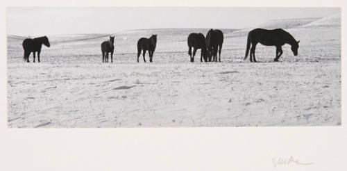 Untitled (horses)