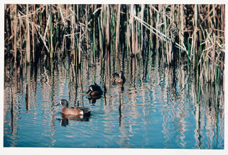 #19 Three Ducks - Squaw Creek NWR