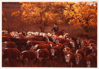 Fall Cattle Drive, Z-Bar Ranch, Chase County, Kansas