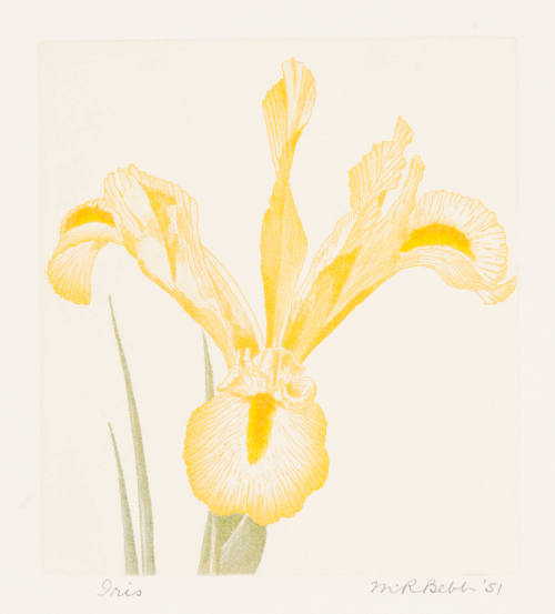 Iris