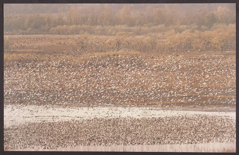 Snow Geese, Mound City, Missouri