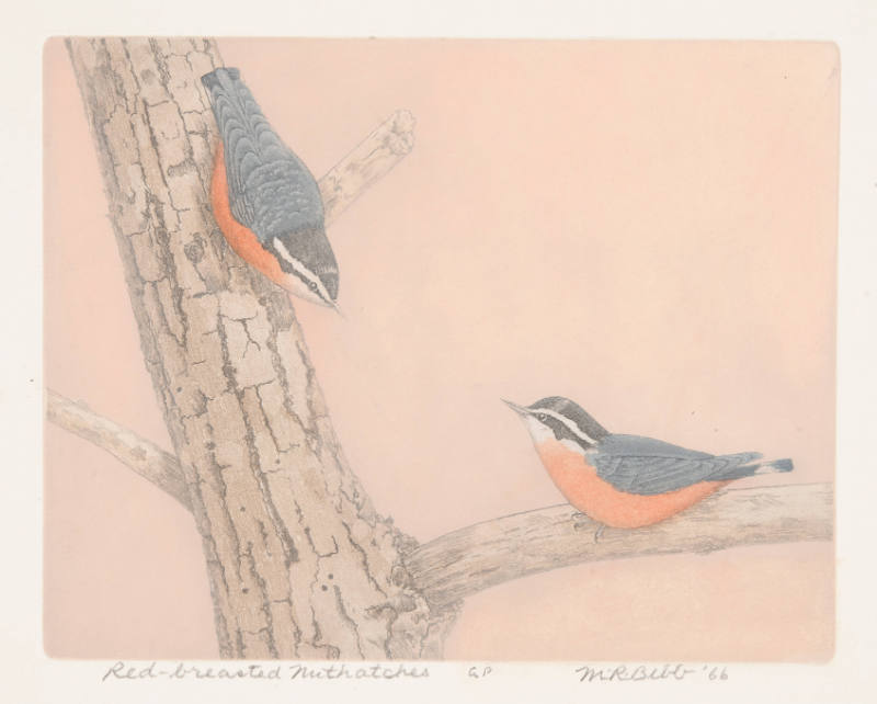 Red-breasted Nuthatches