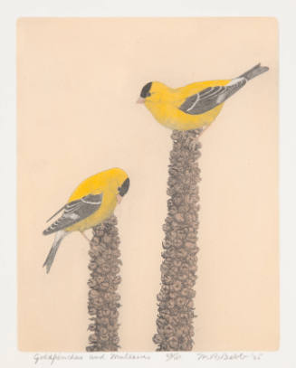 Goldfinches and Mulleins