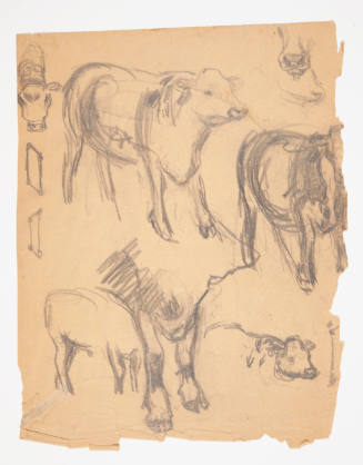 Cow sketches