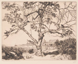 The Old Mulberry Tree (Old Mulberry Tree)