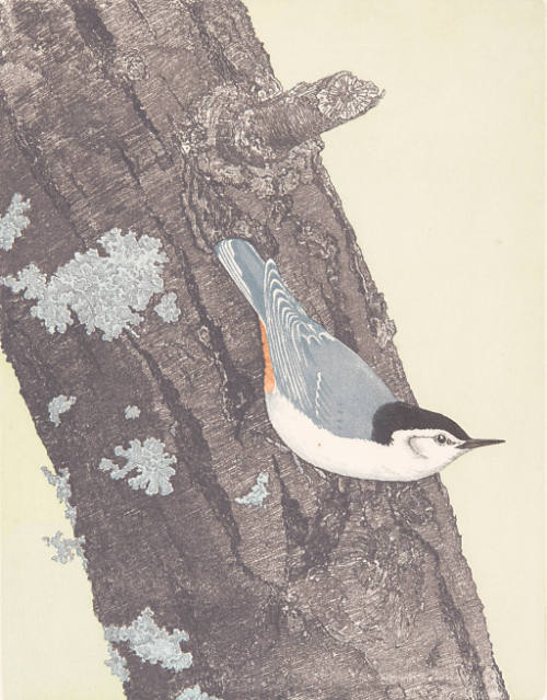 White-Breasted Nuthatch