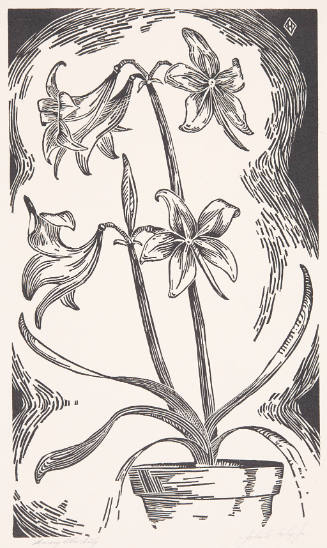 Amaryllis Lily