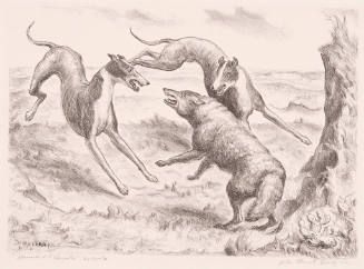 Hounds and Coyotes