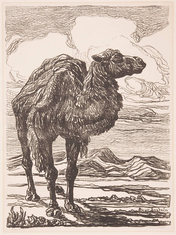 Study of a Camel