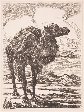Study of a Camel