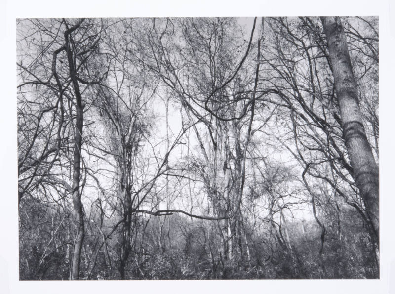 The Woods at Mary's Lake, Lawrence, KS 2008-11, #14