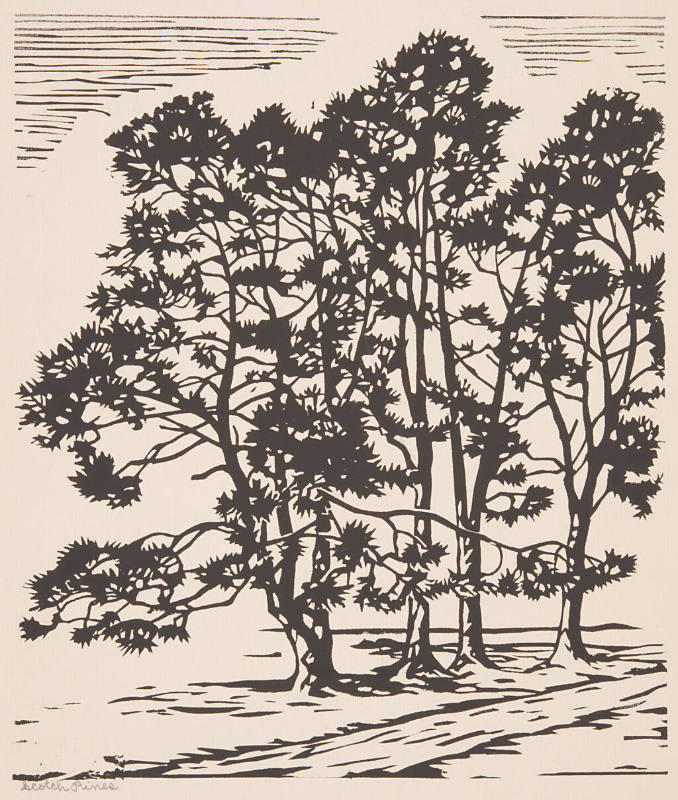 Scotch Pines