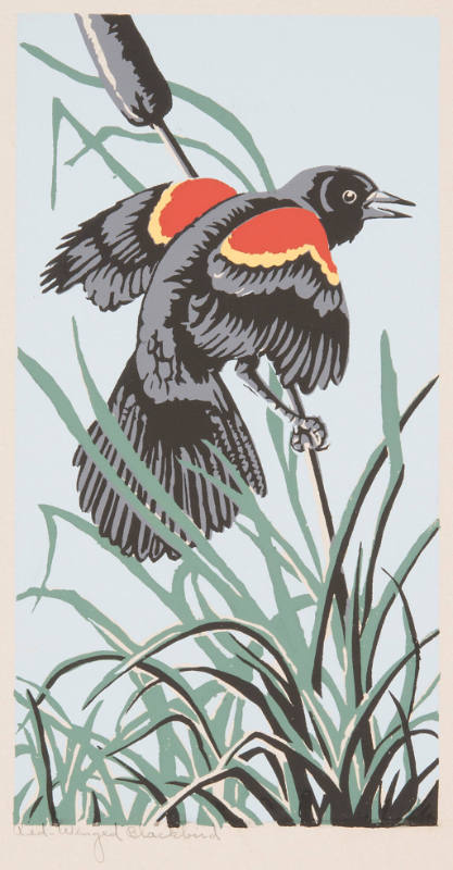 Red-Winged Blackbird