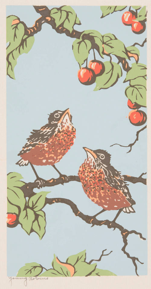 Young Robins